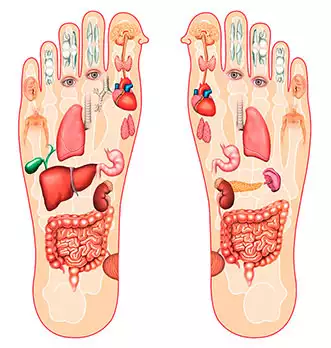 Illustration des organes représentés sous les pieds